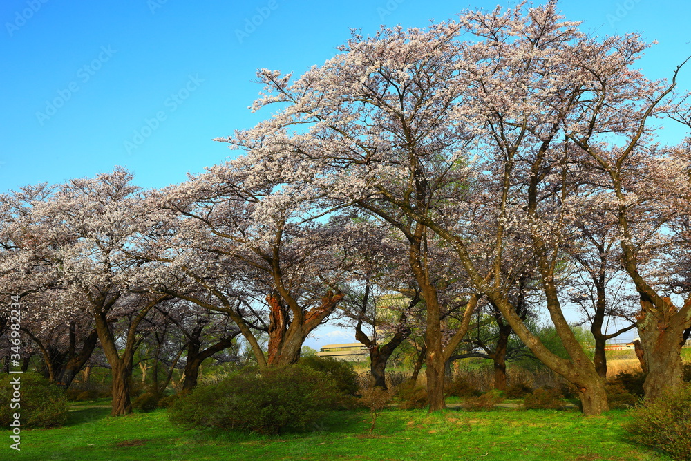 春の展勝地　桜並木