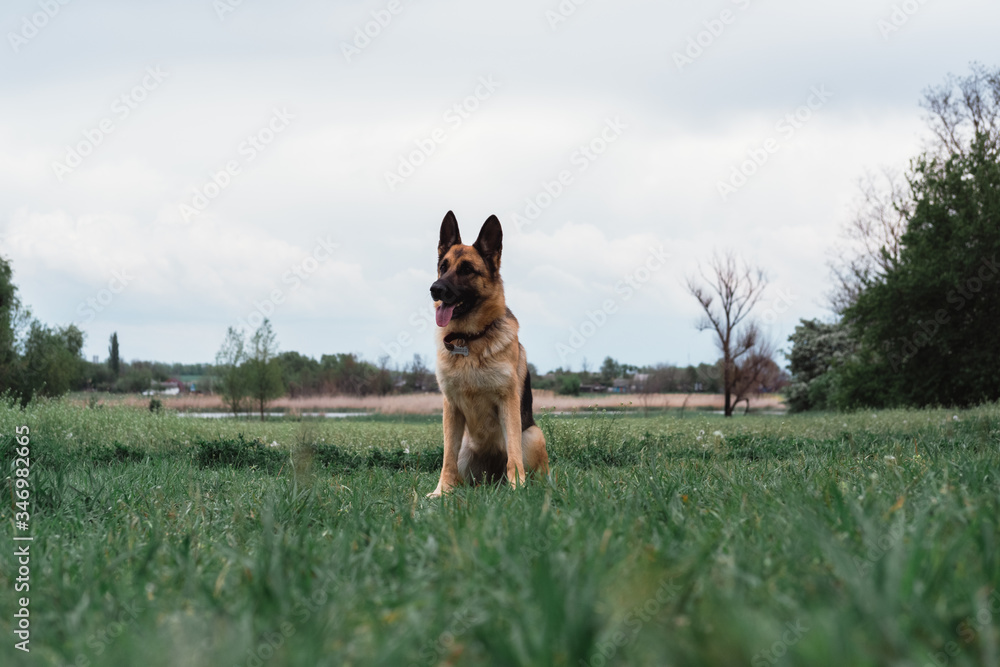 The dog is sitting in a green clearing. German shepherd sitting in nature and smiling. The dog is waiting for the game to start. The dog is sitting in a green clearing. German shepherd sitting in nature and smiling. The dog is waiting for the game to start.