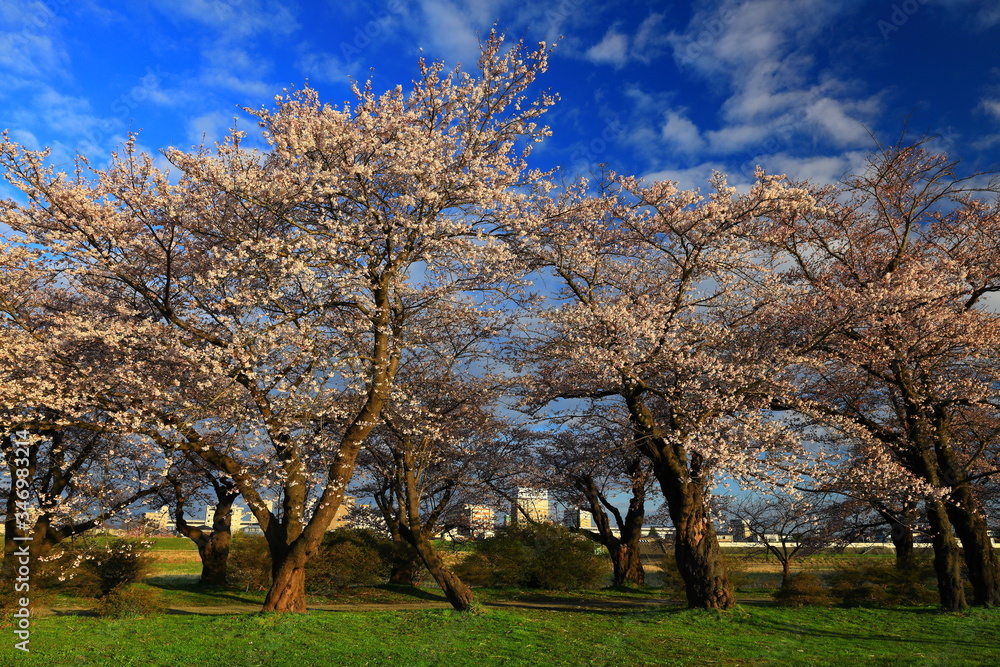 春の展勝地　桜並木