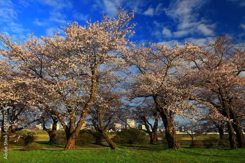 春の展勝地 桜並木