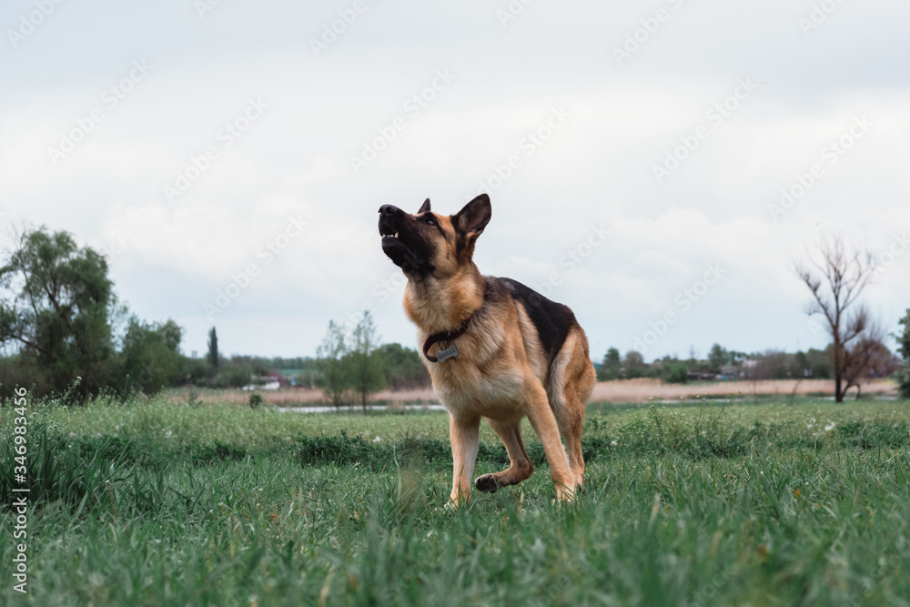 German shepherd is preparing to jump, the dog jumps. German shepherd catches the ball in flight. The dog flies. German shepherd playing with a ball. German shepherd is preparing to jump, the dog jumps. German shepherd catches the ball in flight. The dog flies. German shepherd playing with a ball.