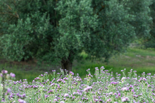Field of thistle flowers with an Andalusian olive grove in the background