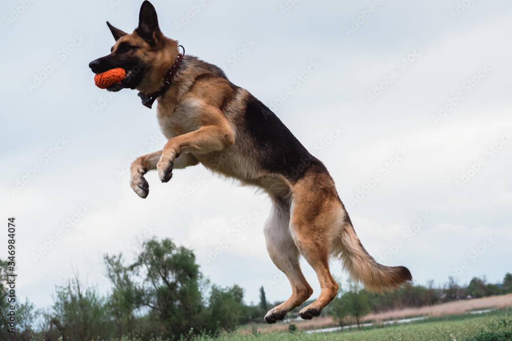 German shepherd is preparing to jump, the dog jumps. German shepherd