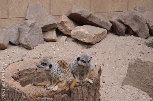 Meercats photo