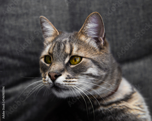 Portrait of a cat © Alona