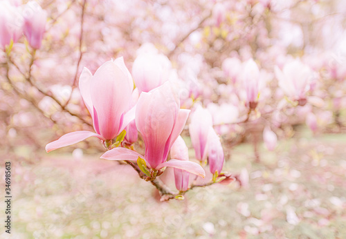 Beautiful flowering Magnolia pink blossom tree in spring season. Closeup of magnolia tree blossom with blurred background and warm sunshine. photo