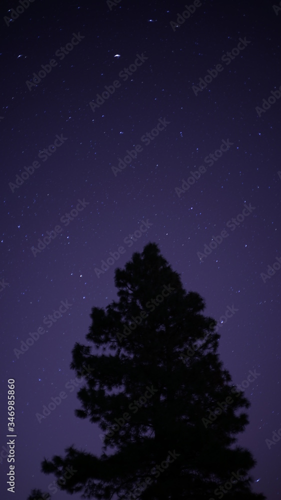 Fototapeta premium night pine