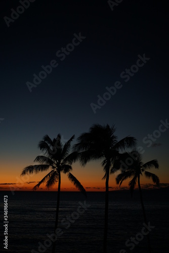 palm trees at sunset © orange photo