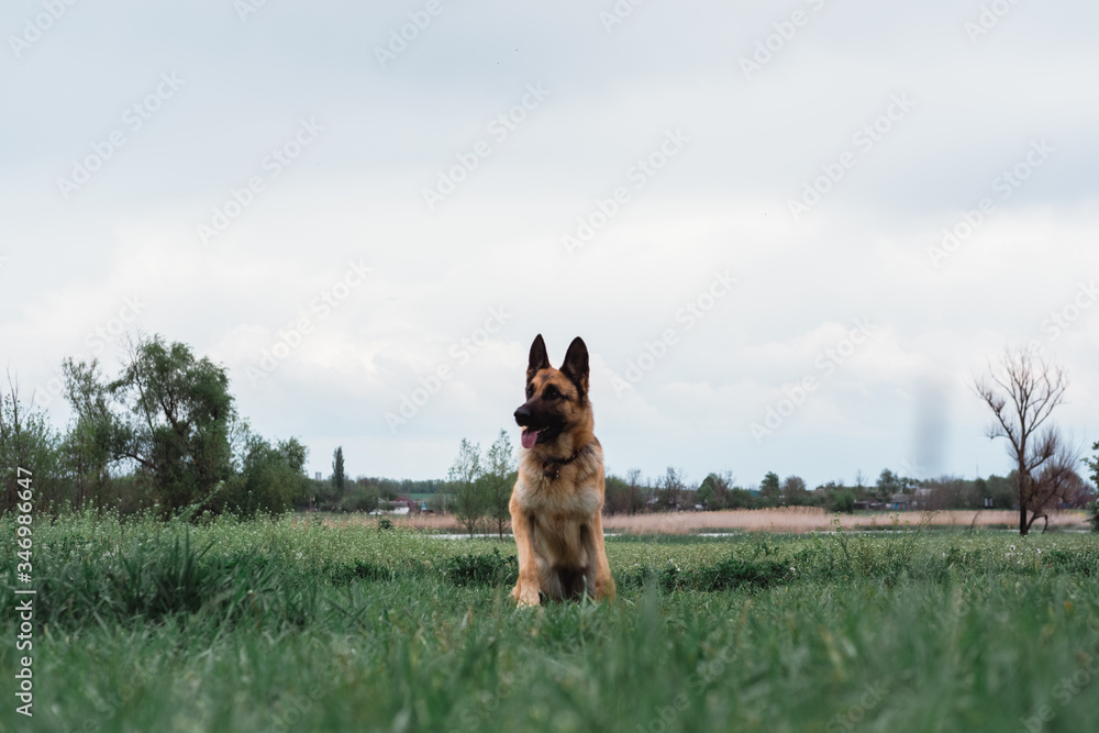 The German shepherd is preparing to jump. Dog at the start. The dog is going to jump. The dog is sitting in a clear green field. The German shepherd is preparing to jump. Dog at the start. The dog is going to jump. The dog is sitting in a clear green field.