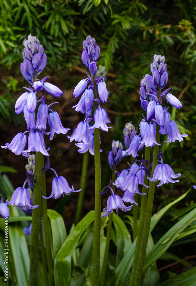 Field of wild flowers in bloom in the spring include delicate Spanish bluebells otherwise known as hyancinth hispanica.