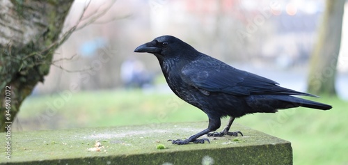 crow on the ground