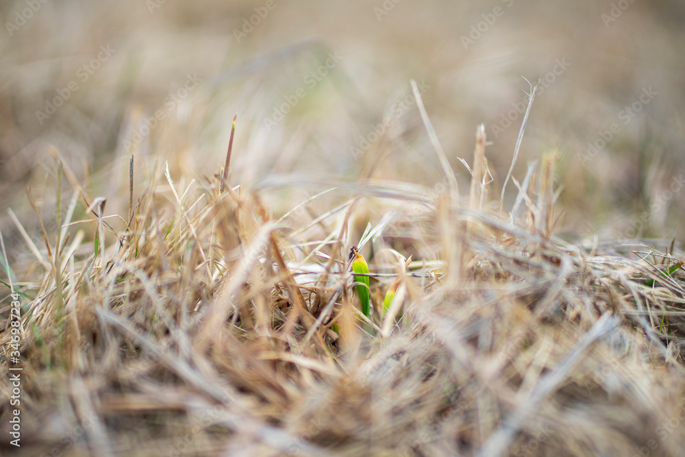 Close-up of sowing on the field. Bokeh Close-up of sowing on the field. Bokeh