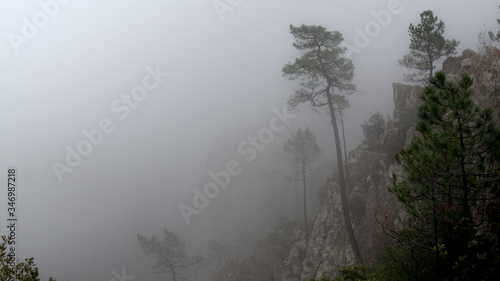 misty morning in the forest