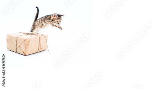 Cute brown striped kitten sits near brown kraft box on white background