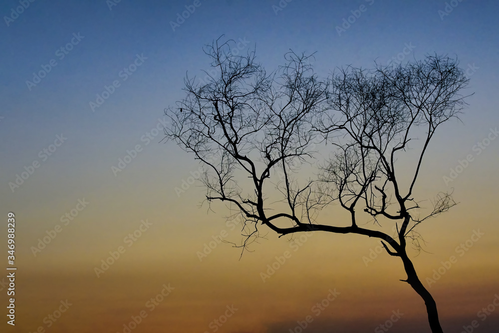 Branch of dry or dead tree with orange sky background                          