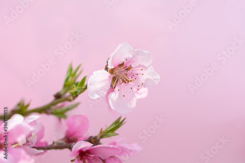 Pink peach tree flowers on a pink background