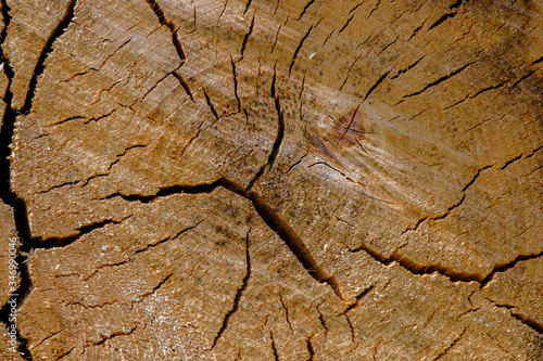 View of the surface of the end face of a sawn birch log dotted with cobwebs of cracks. The structure and cracks of dried wood create a unique pattern. Wood background.