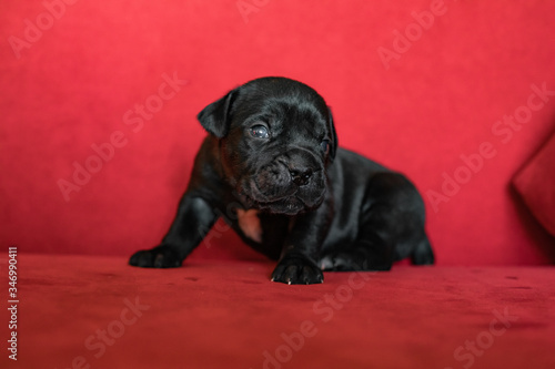 One cute little black puppy of the Italian cane Corso breed .