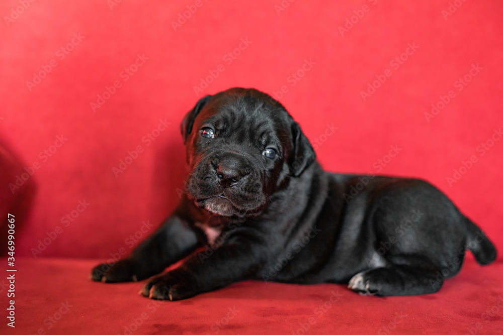 One cute little black puppy of the Italian cane Corso breed . One cute little black puppy of the Italian cane Corso breed .