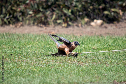 the hobby falcon has just caught the lure