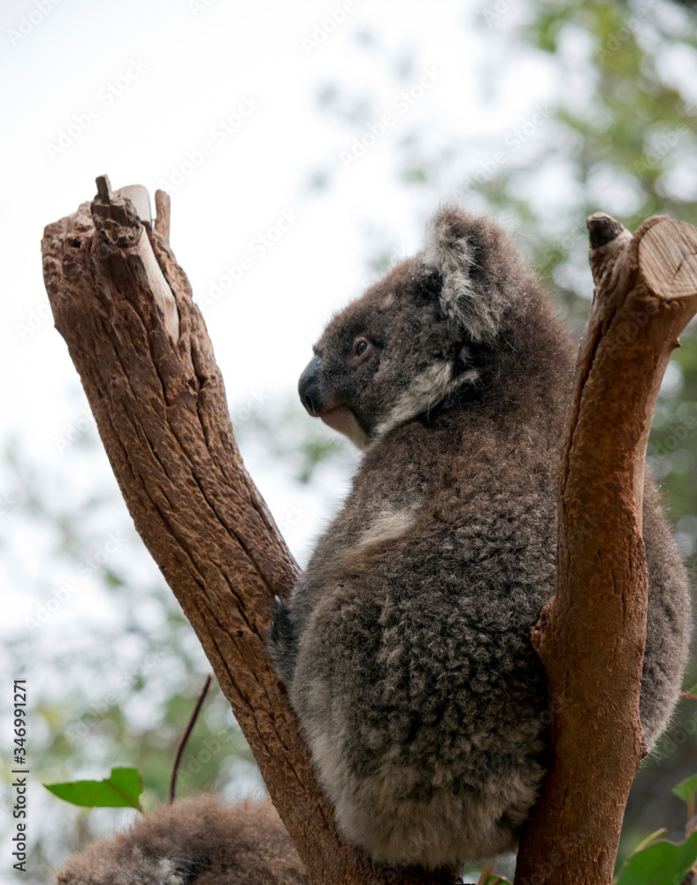 Obraz premium this is a 10 month old joey koala rescued from the bush fires on kangaroo island