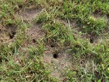 Mouse holes in grass
