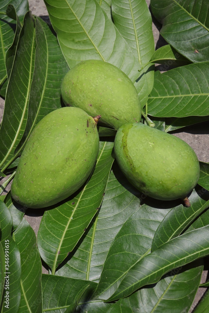 Fototapeta premium Raw Mangoes on Leaves with Selective Focus in Vertical Orientation