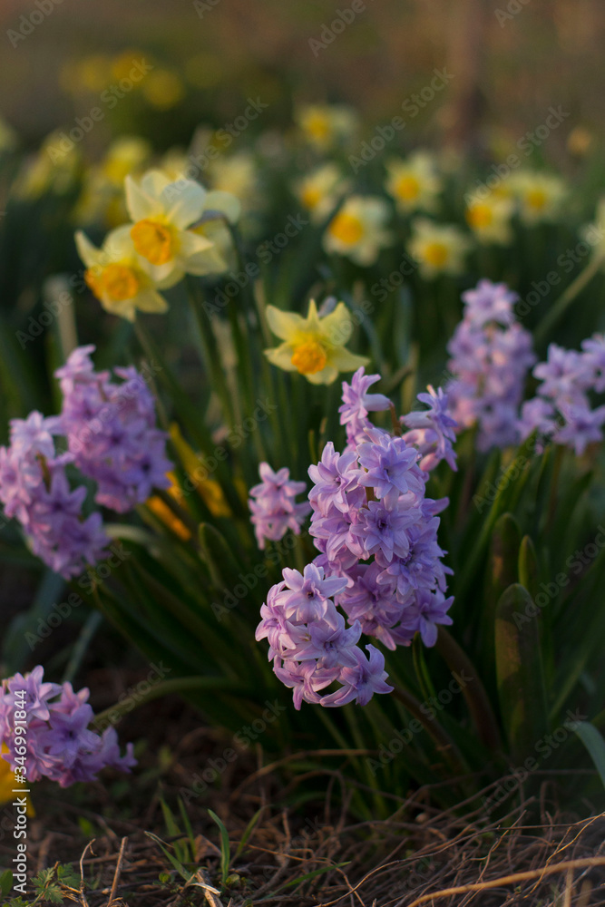 Obraz premium Beautiful nature flower photo spring and summer