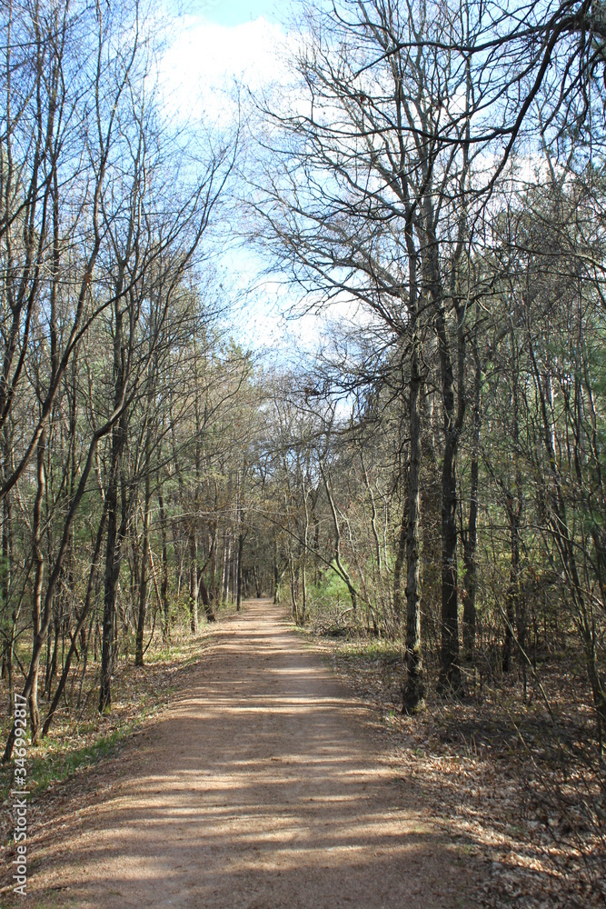 road in the forest road in the forest