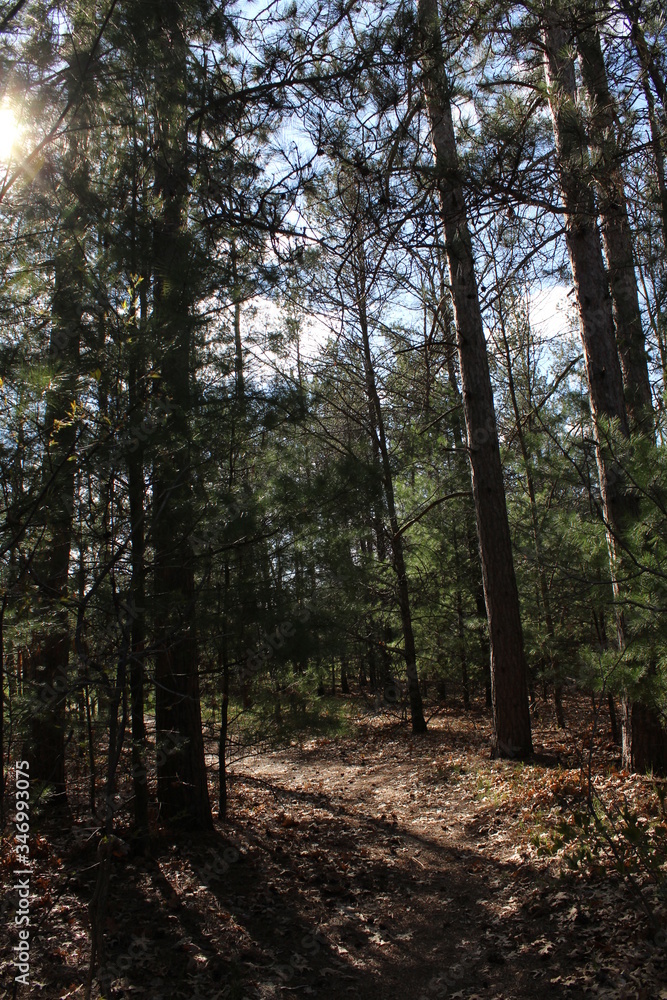 Obraz premium path in the forest