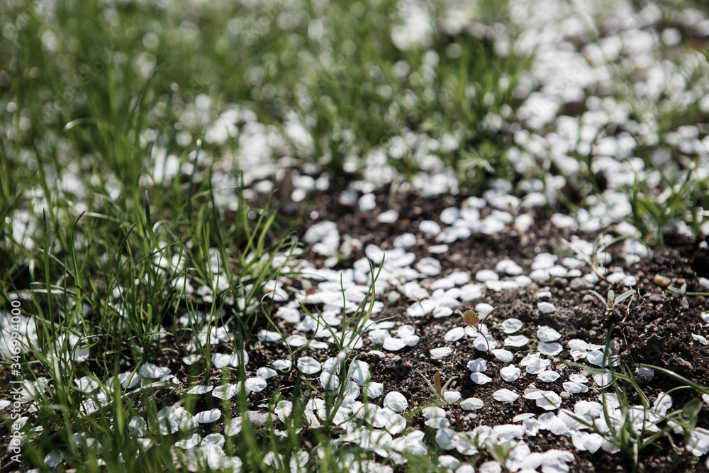 Many white cherry petals fell on the grass. Close up. Many white cherry petals fell on the grass. Close up.