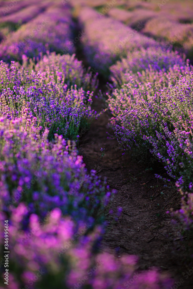 Obraz premium Rows of bushes of blooming lavender. Close up.