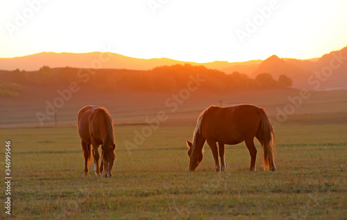 Many horses graze on the hillside in autumn