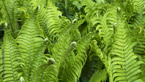 Fern fresh green background in forest