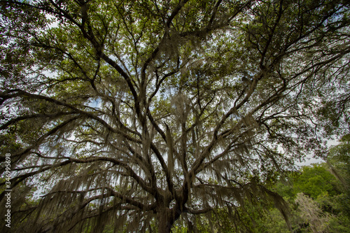 A beautiful tree draped with Spanish Moss