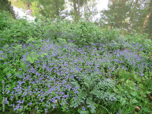 Fototapeta Naklejka Na Ścianę i Meble -  field of purple flowers