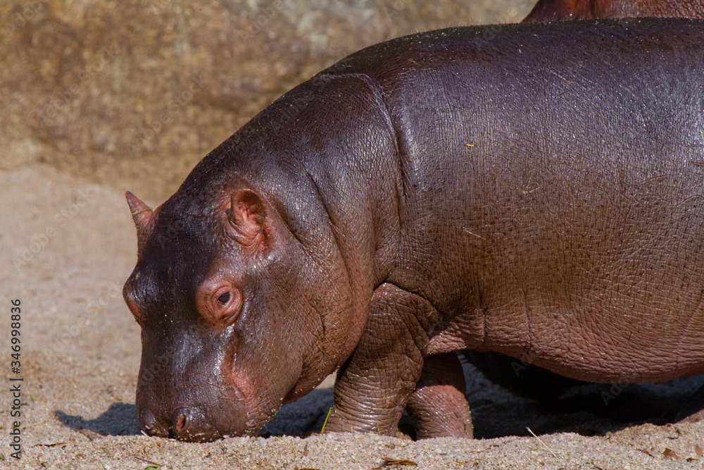 hippopotamus in river hippopotamus in river