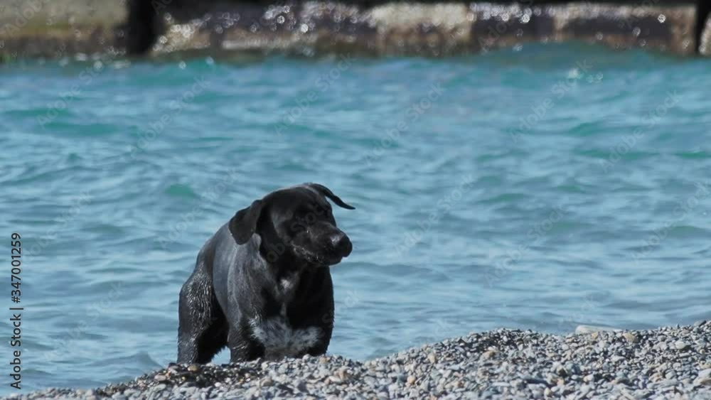 Black stray dog is playing with sea waves on desert rocky beach. Black stray dog is playing with sea waves on desert rocky beach.