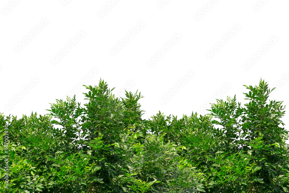 Fototapeta premium green leaf isolated on white background with copy space