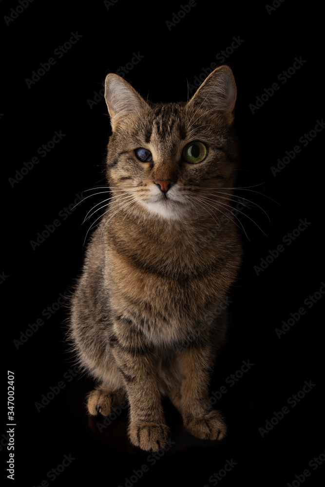 Cute cat looking up sitting isolated on a black background lit from Left