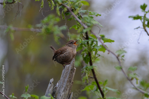 House Wren bird singing