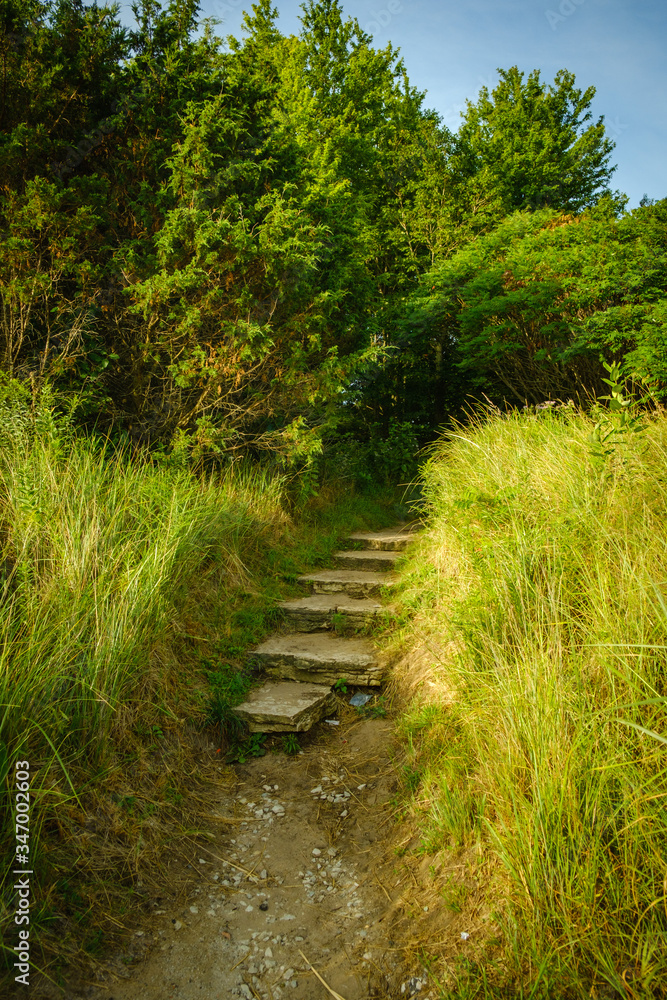 Old stone steps, leading to an opening in the trees, surrounded by tall grasses Old stone steps, leading to an opening in the trees, surrounded by tall grasses