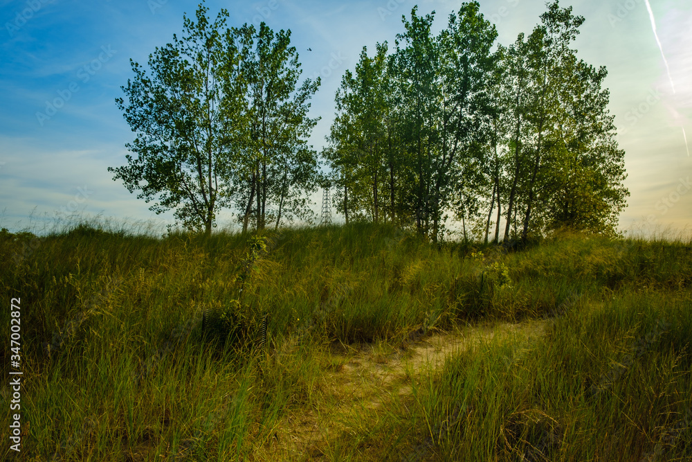 Sand path through grass, rising up to trees on a sand dune, against colorful morning skyline Sand path through grass, rising up to trees on a sand dune, against colorful morning skyline