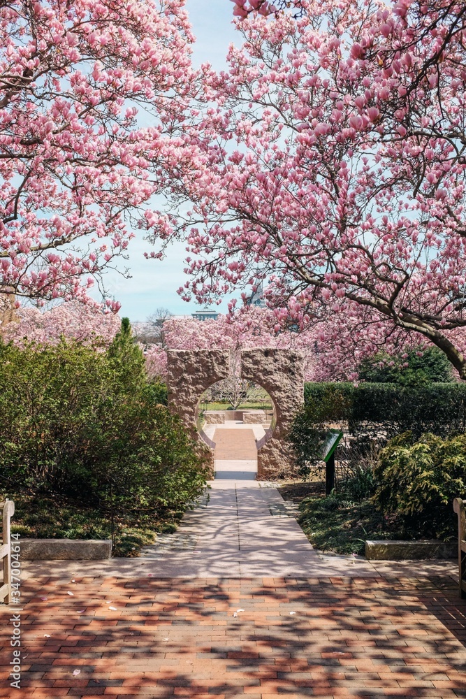 Japanese garden in spring Cherry Blossom