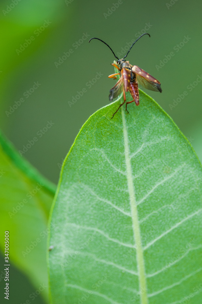 Fototapeta premium Beetle on Milkweed Leaf