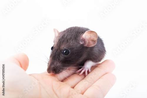 Manual domestic rat on a female hand. Spotted black and white rat. Caring for animals.