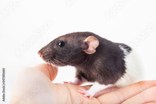 Manual domestic rat on a female hand. Spotted black and white rat. Caring for animals.