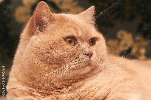 the cat lies on a cappuccino-colored sofa and looks away. close up