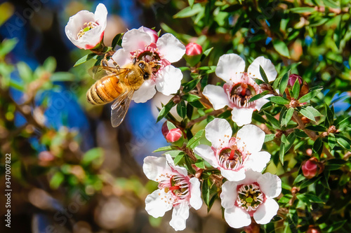 Bee on collecting pollen from manuka flowers