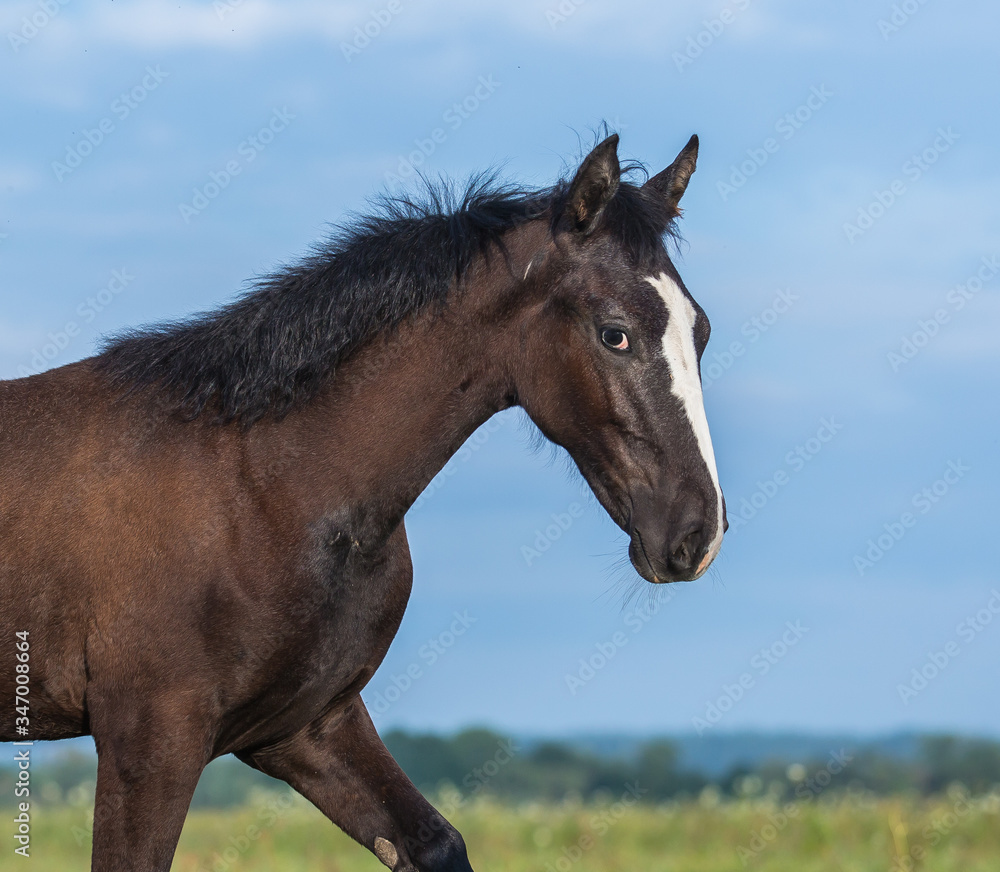 portrait of a horse